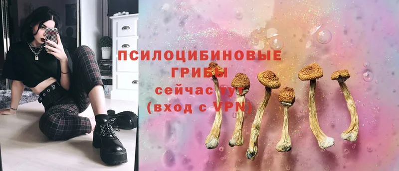 купить   Грозный  Галлюциногенные грибы Magic Shrooms 